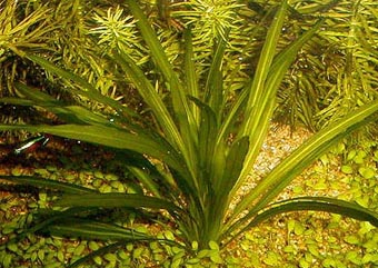 Echinodorus uruguayensis